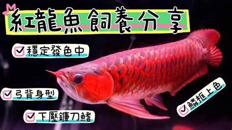 紅龍飼養|【紅龍魚飼養】新手必看！紅龍魚飼養究極指南，輕鬆養出豔紅絕。